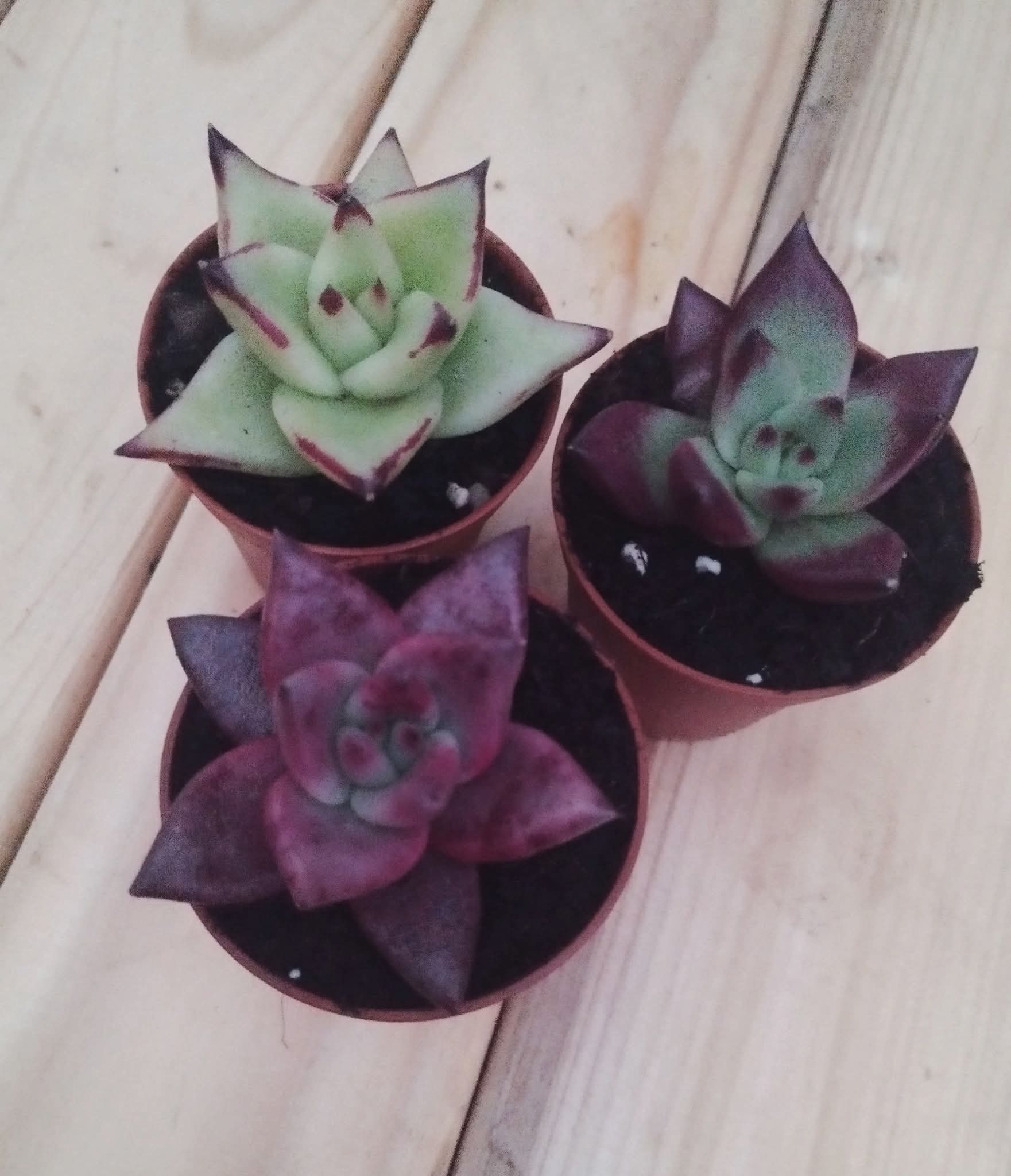 Agavoides, plante