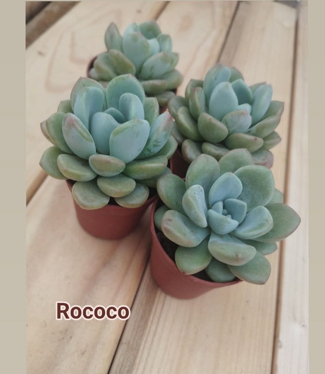 Echeveria Rococo, plante